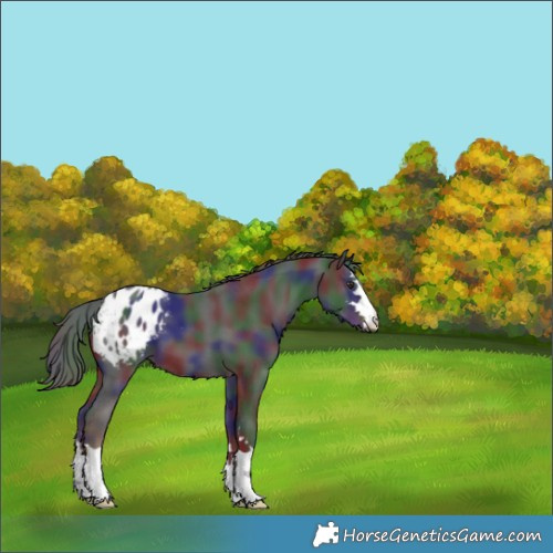 Horse Color:Nacre Liver Chestnut Appaloosa 