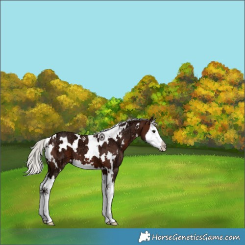 Horse Color:White Spotted Silver Brown Ice Splash 