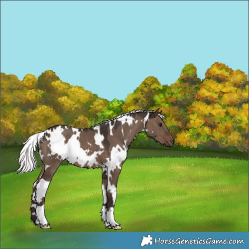 Horse Color:White Spotted Silver Brown Dun 