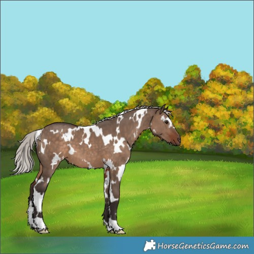 Horse Color:White Spotted Silver Brown Dun 