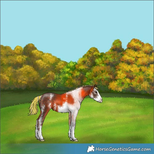 Horse Color:Painted Silver Brown Sabino 