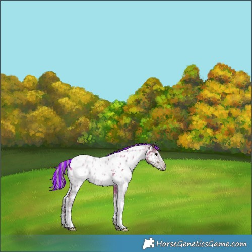 Horse Color:Painted White Spotted Silver Grullo Ice Appaloosa 