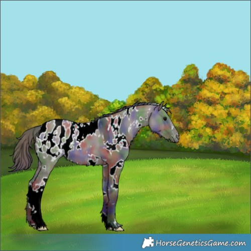 Horse Color:Nacre White Spotted Grullo Appaloosa 
