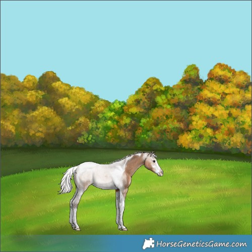 Horse Color:Silver Brown Dun Sabino Tobiano 