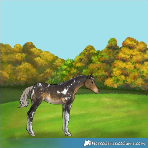 Horse Color:White Spotted Silver Buckskin Tobiano 