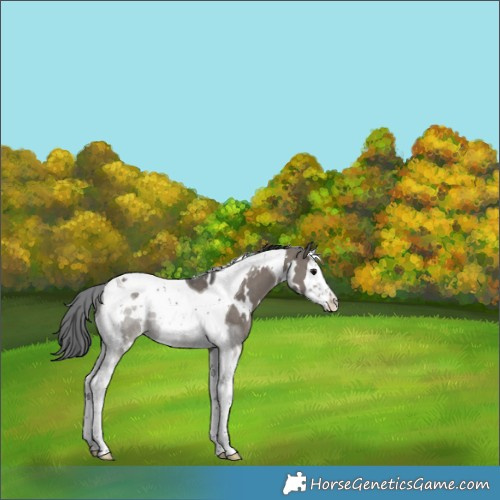Horse Color:White Spotted Grullo Splash Tobiano Appaloosa Brindle 
