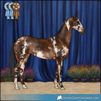 Horse Color:Brown Ice Sabino