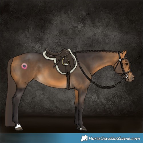 Horse Color:Buckskin 