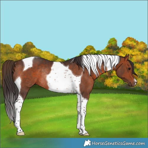 Horse Color:Bay Tobiano Rabicano