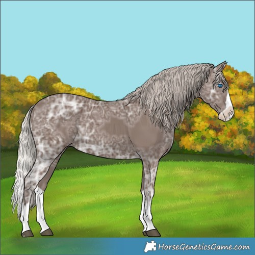 Horse Color:Silver Black Ice Splash Rabicano 