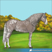 Horse Color:Silver Black Ice Splash Rabicano