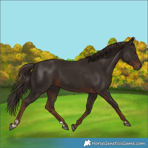 Horse Color:Liver Chestnut and Liver Chestnut