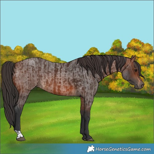 Horse Color:Brown Rabicano  and Brown Roan Rabicano 