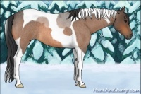 Horse Color:Buckskin Roan Tobiano