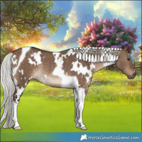 Horse Color:White Spotted Silver Brown Dun Tobiano Rabicano 