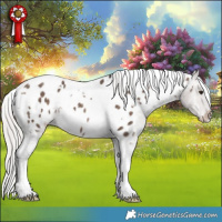 Horse Color:White Spotted Silver Brown Dun Mushroom Tobiano Blanket Rabicano 