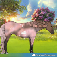 Horse Color:White Spotted Liver Red Dun 