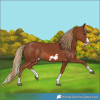 Horse Color:Chestnut Splash Frame 