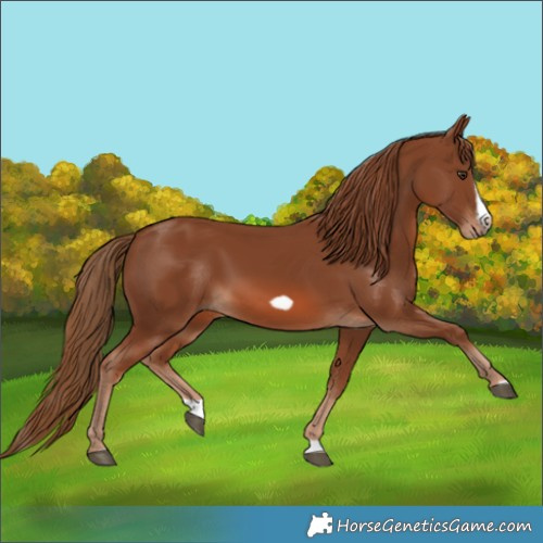 Horse Color:Chestnut Splash Frame 