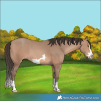 Horse Color:Sable Champagne Splash Frame 