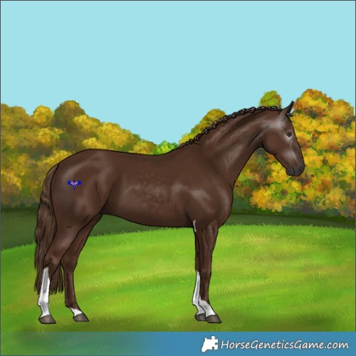 Horse Color:Gray Chestnut Tobiano 