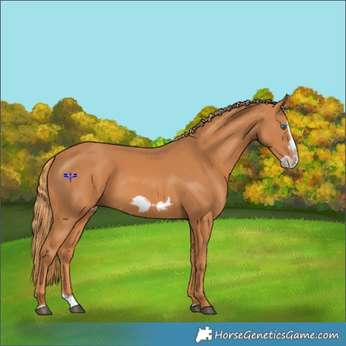 Horse Color:Chestnut Splash Frame 