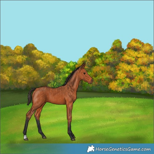 Horse Color:Bay  and Bay 