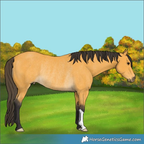 Horse Color:Buckskin Rabicano 