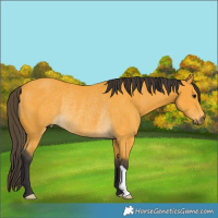 Horse Color:Buckskin Rabicano 