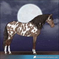 Horse Color:Liver Red Dun Tobiano Near Leopard 