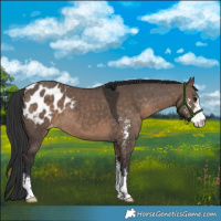 Horse Color:Brown Dun Sabino Appaloosa 