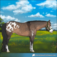 Horse Color:Brown Dun Sabino Appaloosa 