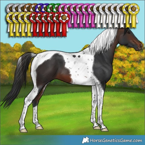 Horse Color:Brown Tobiano 