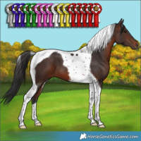 Horse Color:Brown Tobiano 