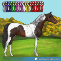 Horse Color:Brown Tobiano 