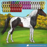 Horse Color:Brown Tobiano