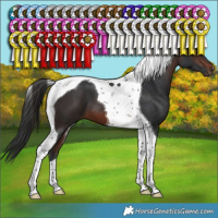 Horse Color:Brown Tobiano 