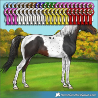 Horse Color:Brown Tobiano 