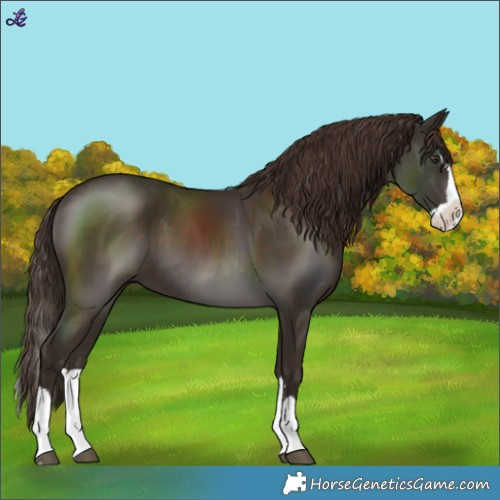 Horse Color:Liver Chestnut Splash 
