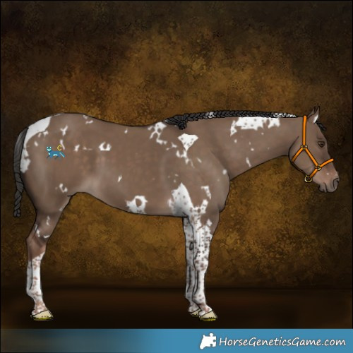 Horse Color:White Spotted Liver Red Dun Tobiano 