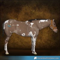 Horse Color:White Spotted Liver Red Dun Tobiano 