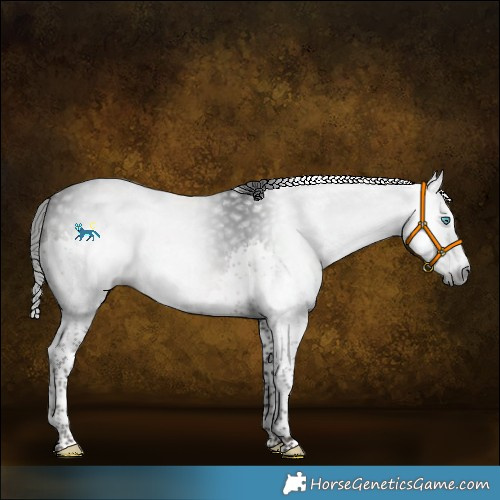 Horse Color:Gray Brown Splash 