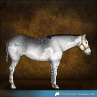 Horse Color:Gray Brown Splash 