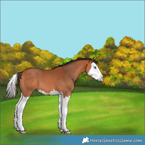 Horse Color:Bay Splash 