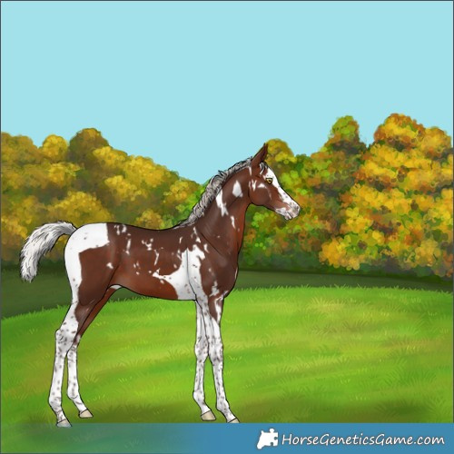 Horse Color:White Spotted Silver Brown Splash Tobiano 
