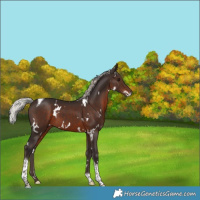 Horse Color:White Spotted Silver Brown Tobiano 