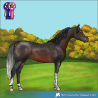 Horse Color:Brown Tobiano