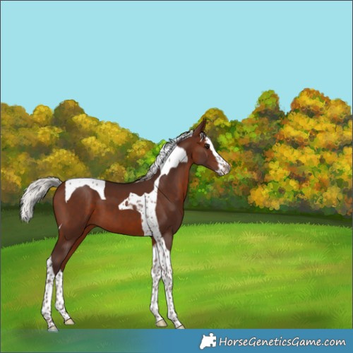 Horse Color:Silver Brown Splash Tobiano 
