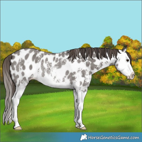 Horse Color:Smoky Grullo Sabino Splash Appaloosa Rabicano 