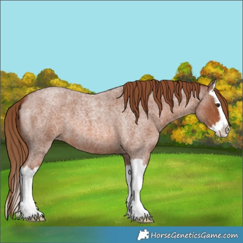 Horse Color:Red Roan Splash 